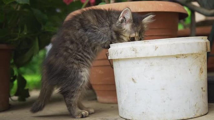 高清超级慢镜头：小猫在水桶里看