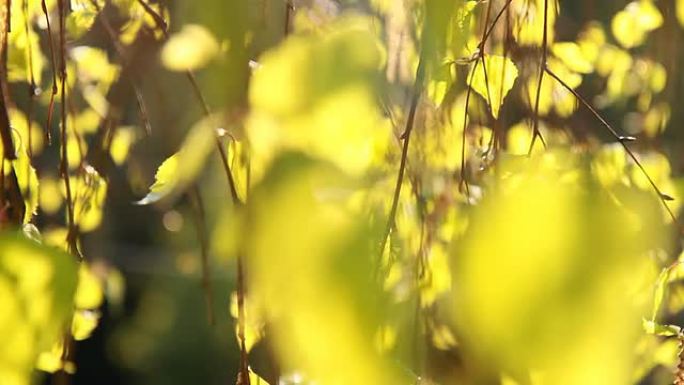 HD DOLLY：灌木在阳光下落叶