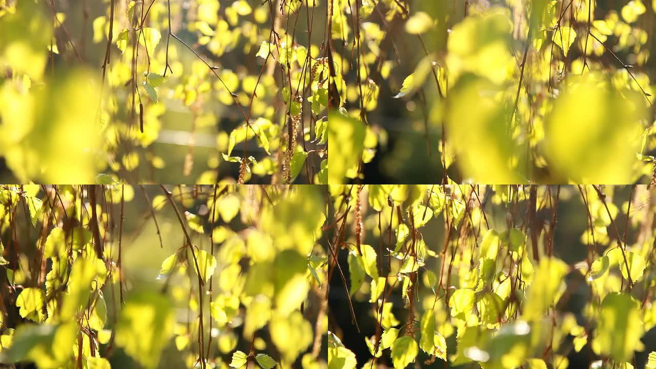 HD DOLLY：灌木在阳光下落叶