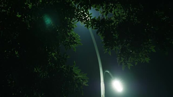 夜树和灯夜树和灯路灯