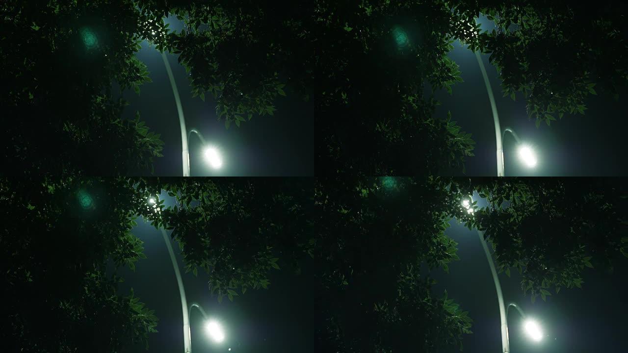 夜树和灯夜树和灯路灯