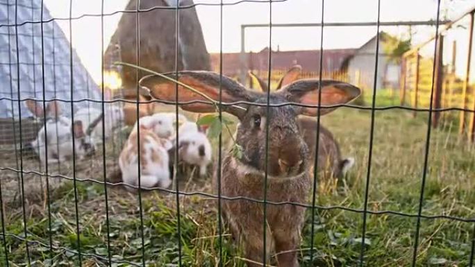 围栏里的SLO MO兔子