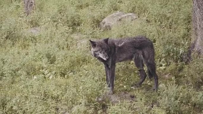 4k电影包野狼。野生动物保护生态旅游自然