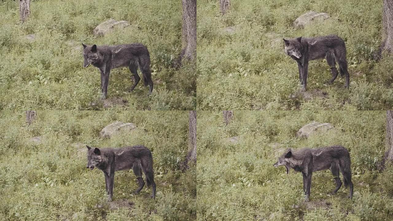4k电影包野狼。野生动物保护生态旅游自然