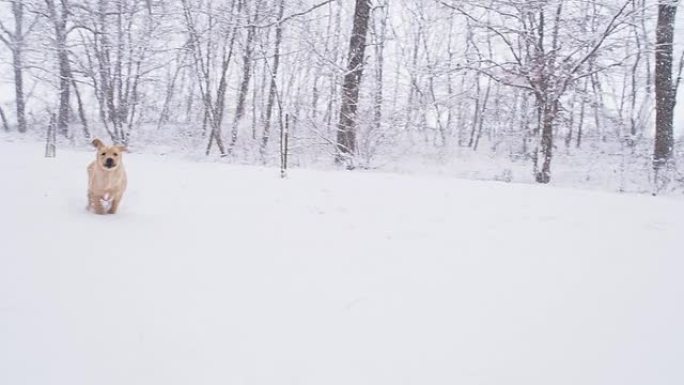 SLO MO小狗在雪地里奔跑