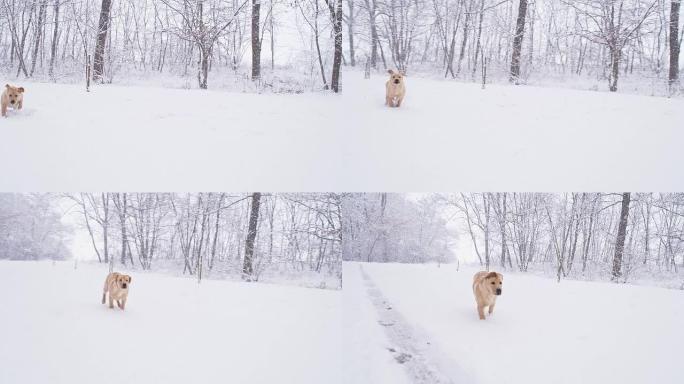 SLO MO小狗在雪地里奔跑