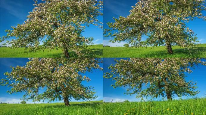 起重机下降：盛开的苹果树