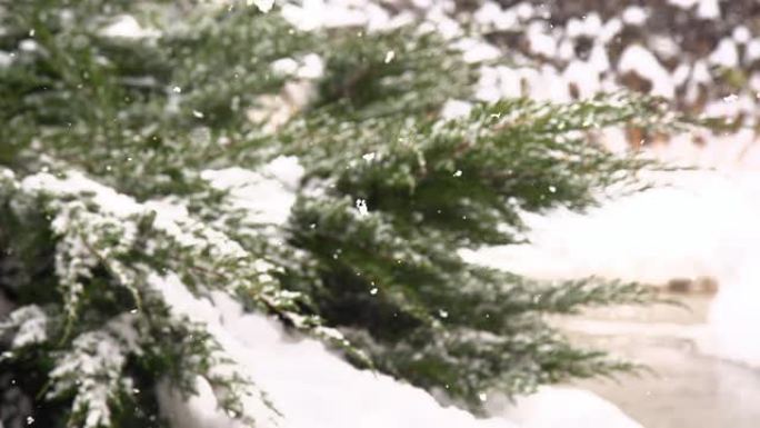 HD SUPER SLOW MO：雪花覆盖柏树