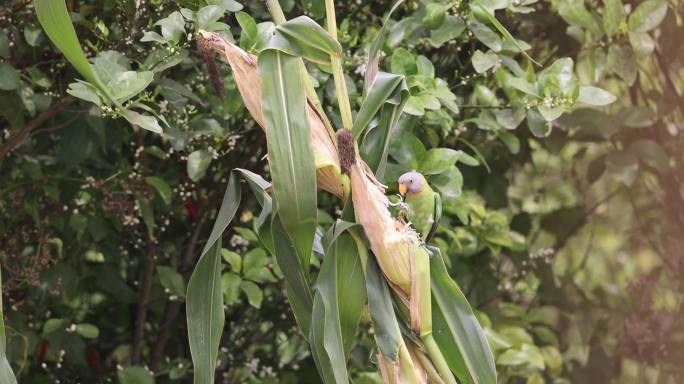 野生鹦鹉用力啃食玉米