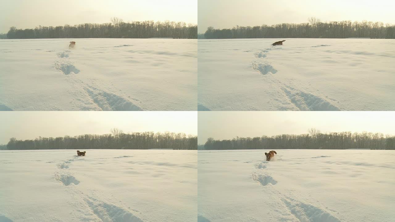 高清慢速运动：狗在深雪中奔跑