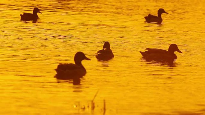 日落时水中的鸭子金色水面湖面野鸭游弋生态
