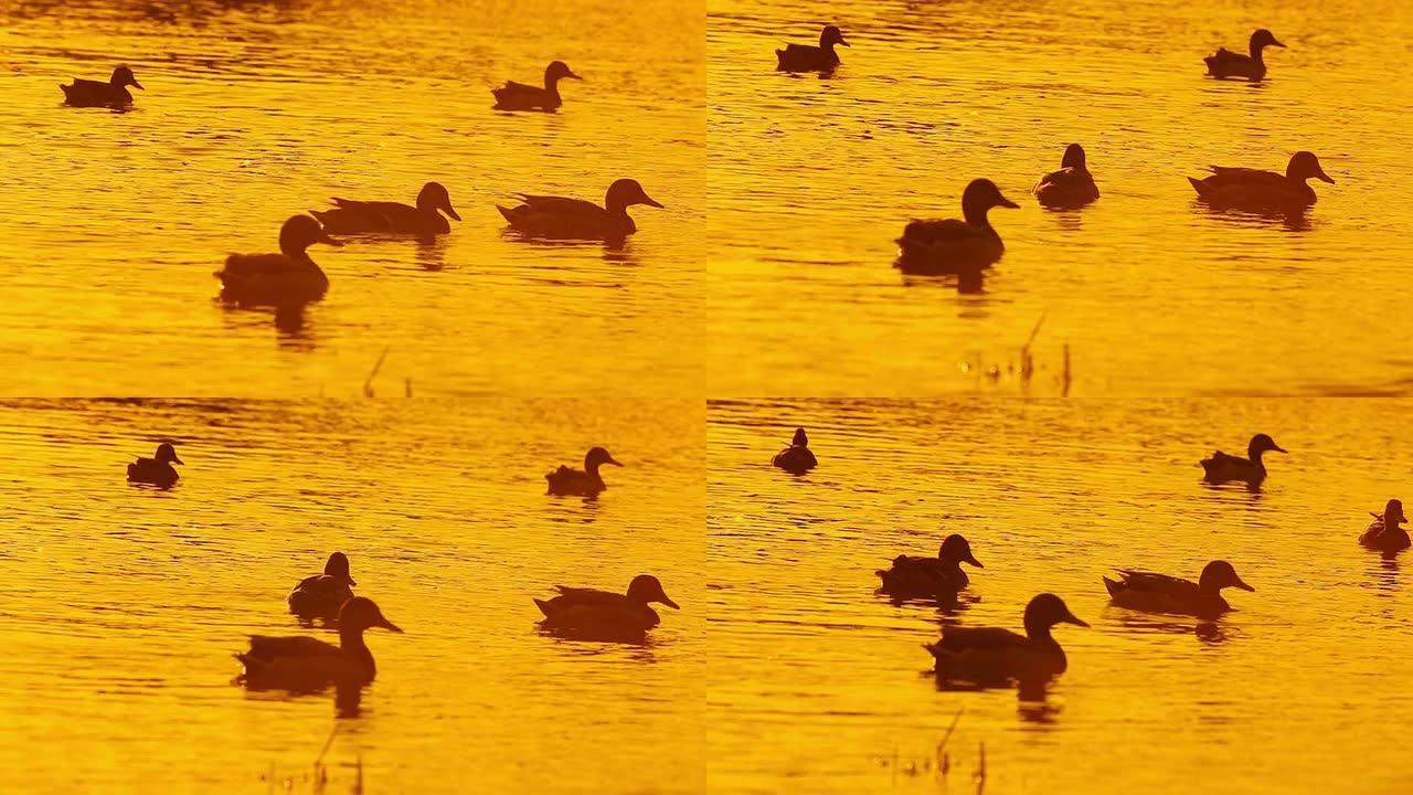 日落时水中的鸭子金色水面湖面野鸭游弋生态