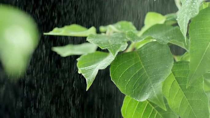 植物植物下雨