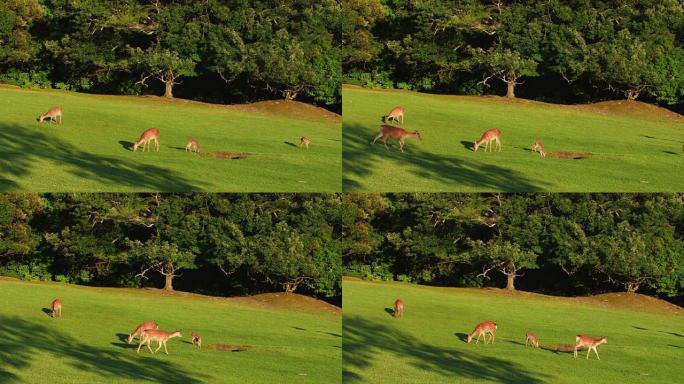奈良鹿在奈良公园自由漫游，4k