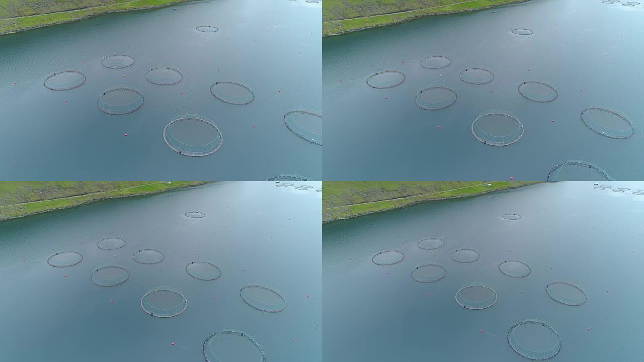 空中: 装满鱼的圆形笼子漂浮在法罗群岛附近的蓝色大海周围。