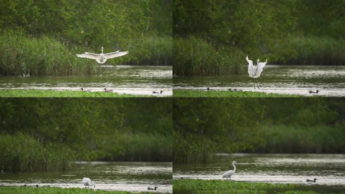 湿地白鹭降落-高速摄影
