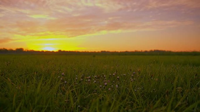 黎明时的DS绿色草地