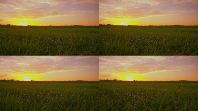 黎明时的DS绿色草地