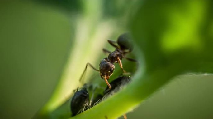 绿叶上的蚂蚁和蚜虫