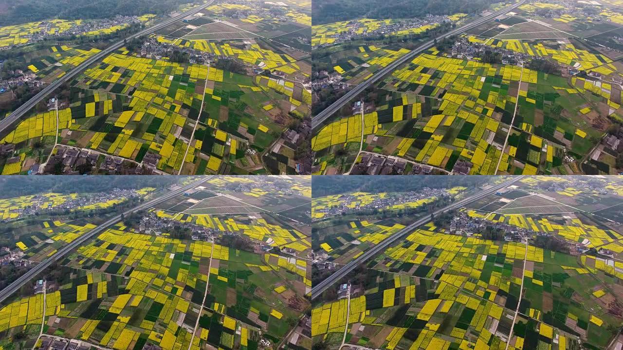 春季中国乡村景观鸟瞰图，油菜种子盛开，公路旁村庄