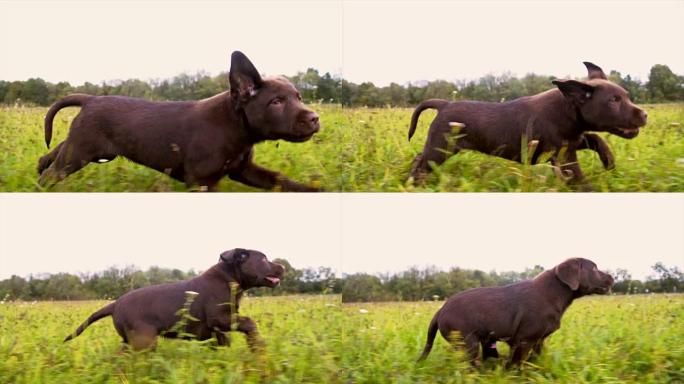 SLO MO Labrador小狗在草地上奔跑