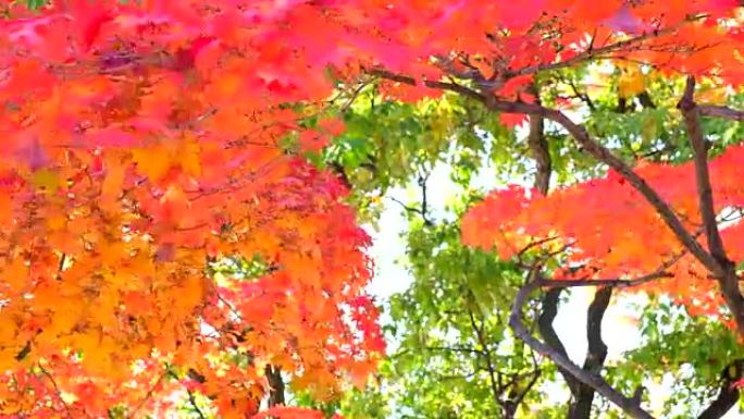 美丽的秋天背景茂密茂盛红树叶