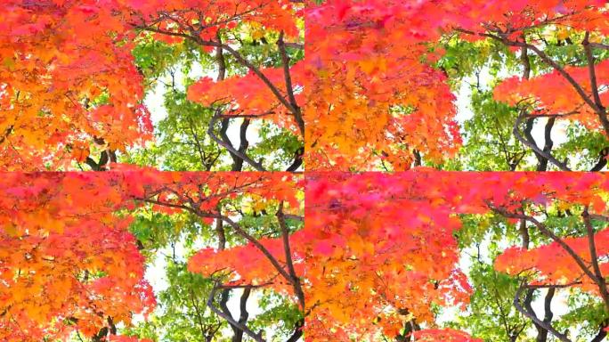 美丽的秋天背景茂密茂盛红树叶