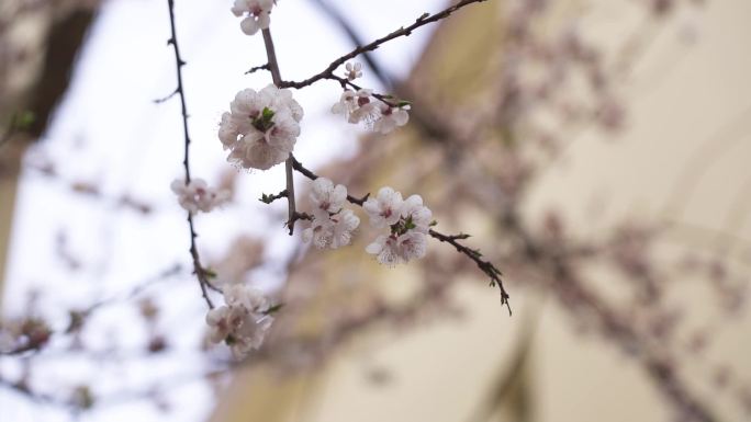 小区春天 小区桃花 桃花盛开 花瓣掉落