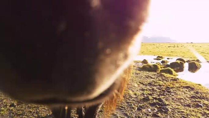 牧场上的冰岛马牧场上的冰岛马马匹草原