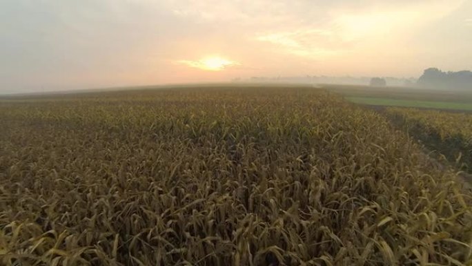 高清：黎明时分的玉米地航拍