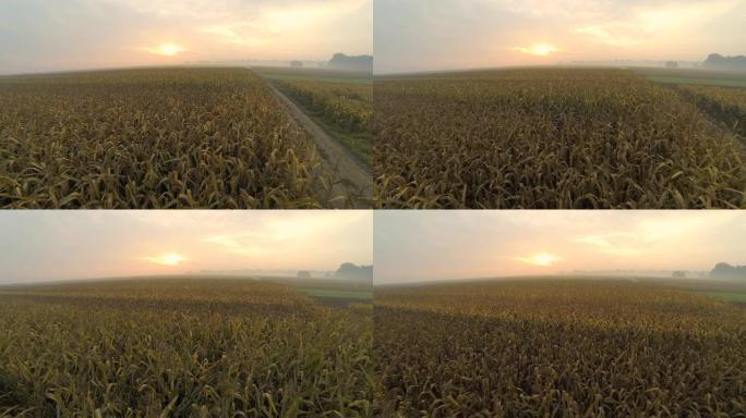 高清：黎明时分的玉米地航拍