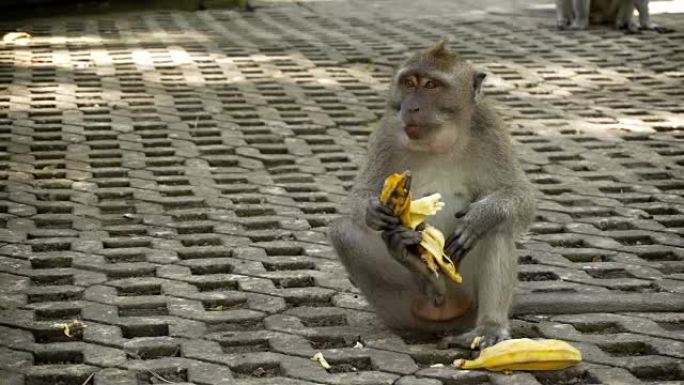 猴子吃香蕉猴子吃香蕉
