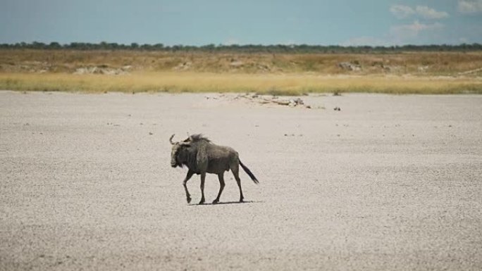 非洲景观。牛羚在干燥的地面上行走。污垢和沙子