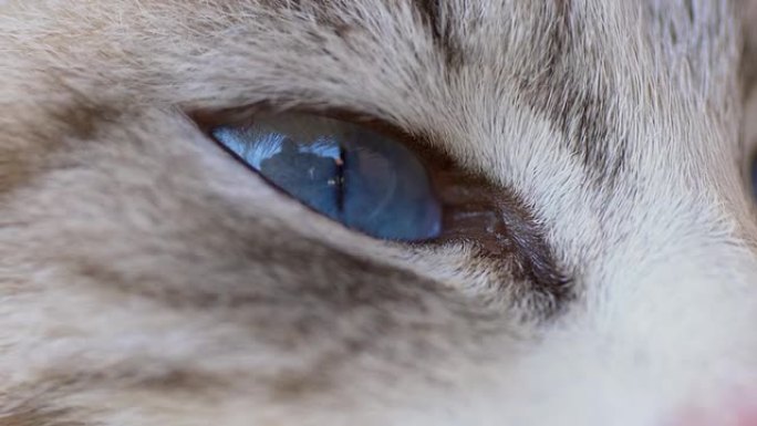 猫眼微距拍摄猫眼微距拍摄宠物凝视