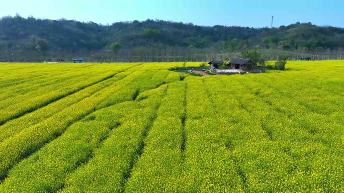 重庆广阳岛油菜花田4K