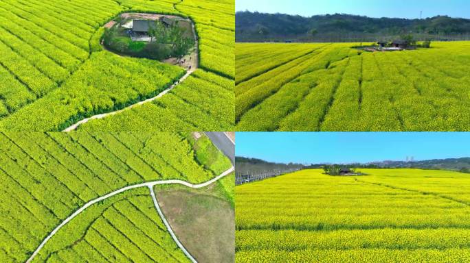 重庆广阳岛油菜花田4K