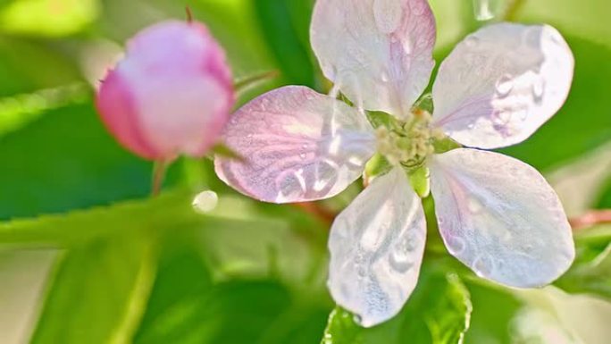 SLO MO水滴落在苹果花上