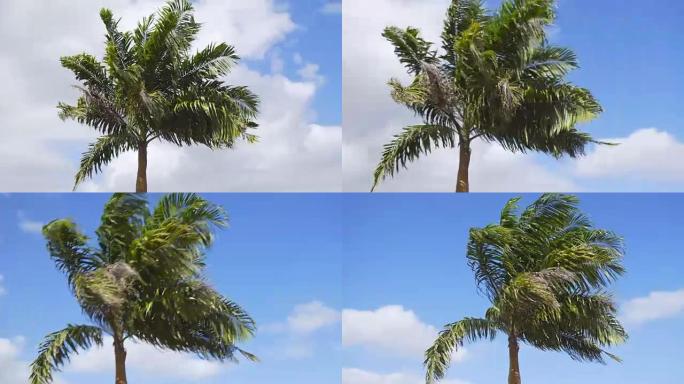路过棕榈树一棵棕榈树视频素材