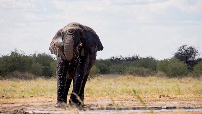 SLO MO非洲象饮用水