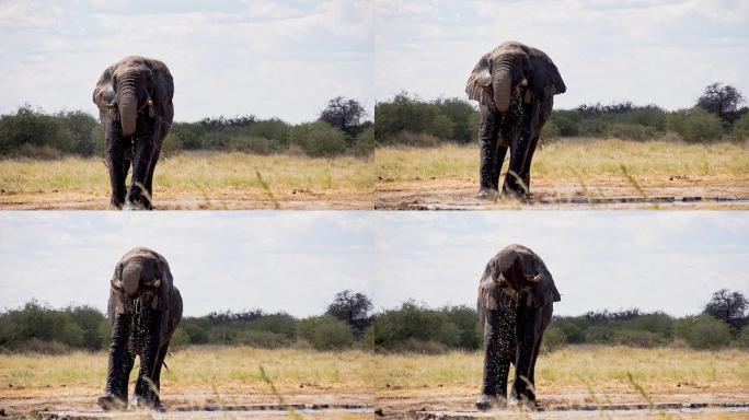 SLO MO非洲象饮用水