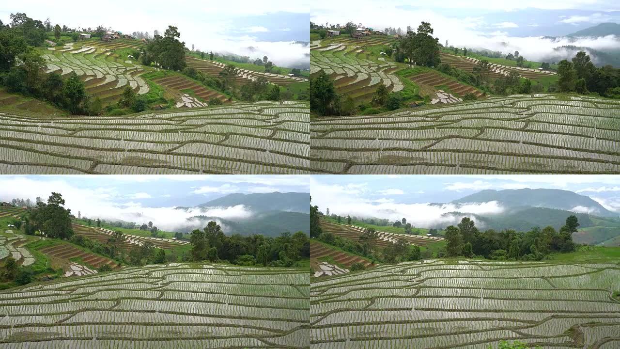 步骤稻田的照片。