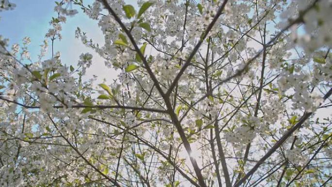 SLO MO盛开的樱桃树顶着太阳