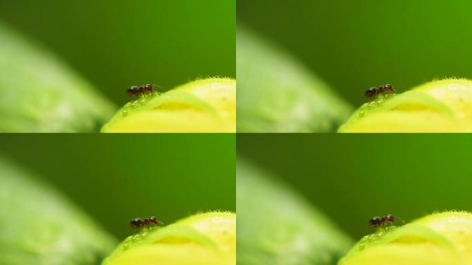花上的一只蚂蚁，特写，4k