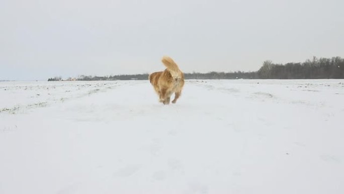 HD SUPER SLOW-MO：狗在深雪中奔跑