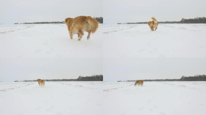 HD SUPER SLOW-MO：狗在深雪中奔跑