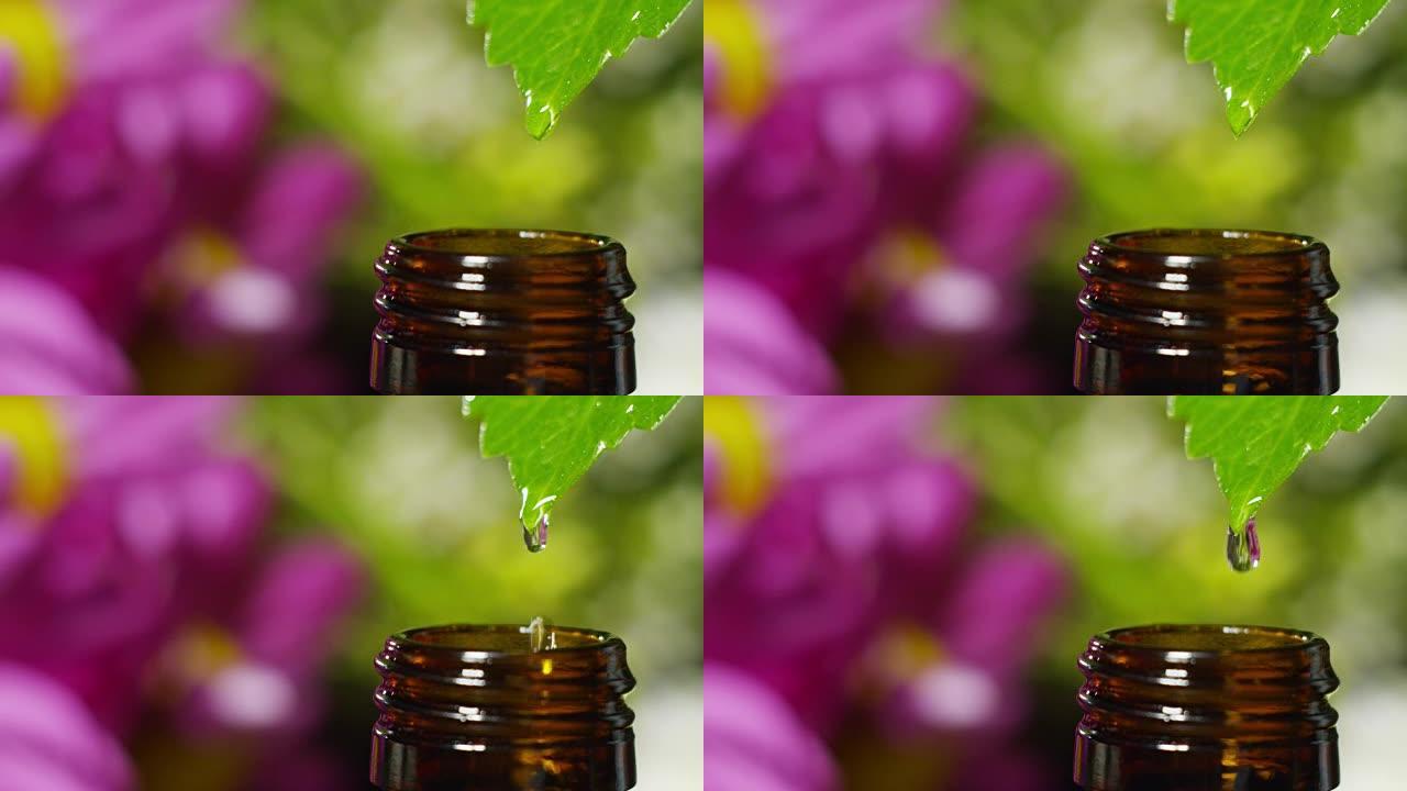 精油与水滴，气味和香气的混合在芳香疗法中，用于健康和水疗。美的概念。芳香精油。精华从叶子掉落到健康中