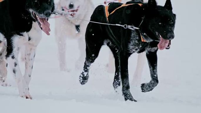 SLO MO PAN雪橇狗在雪地里奔跑