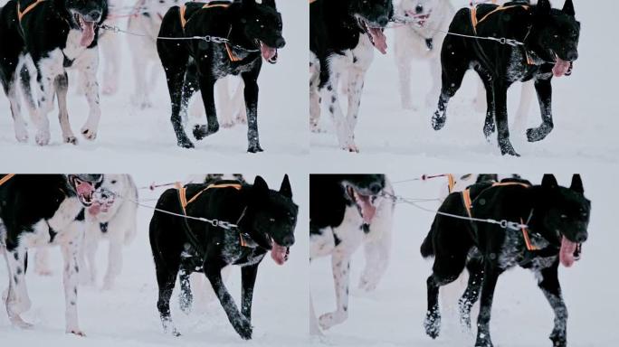 SLO MO PAN雪橇狗在雪地里奔跑