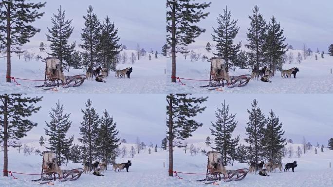 DS雪橇犬在雪地里休息