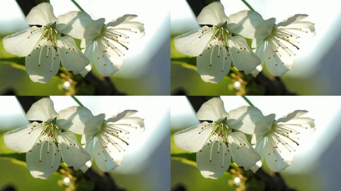 樱花鲜花逆光花朵